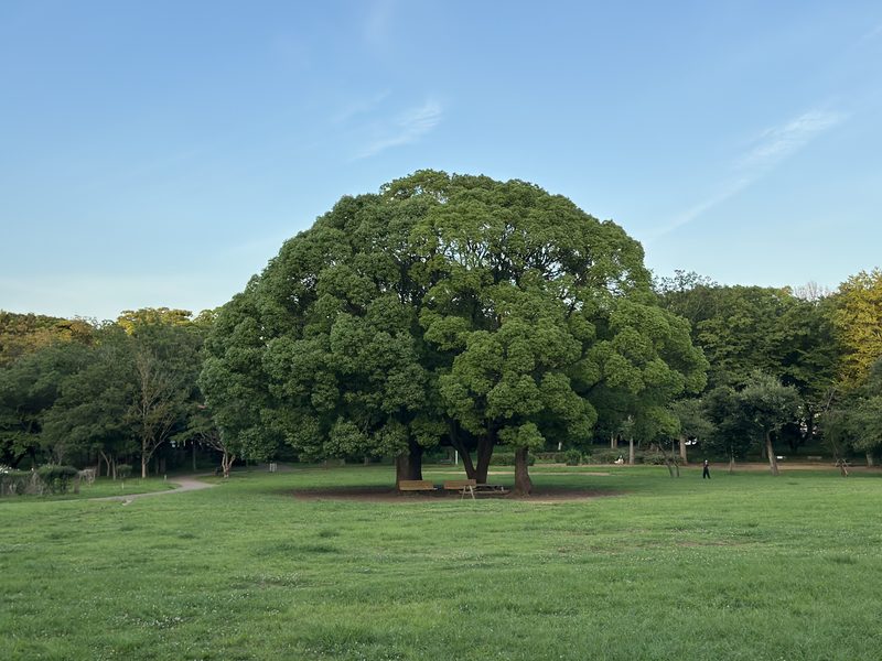 行田公園の大きなクスノキと夏の夕方の空